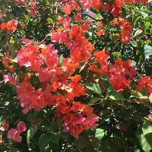 https://fantastic-views-at-friends.comcaribbean.com